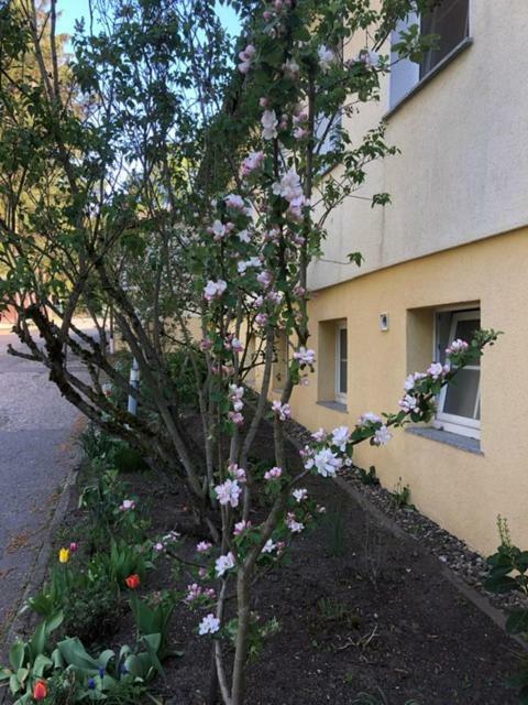 Feriendorf Waldfrieden 苏尔 外观 照片